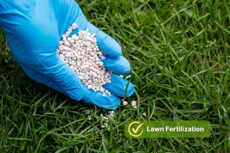 Lawn Fertilization with hand