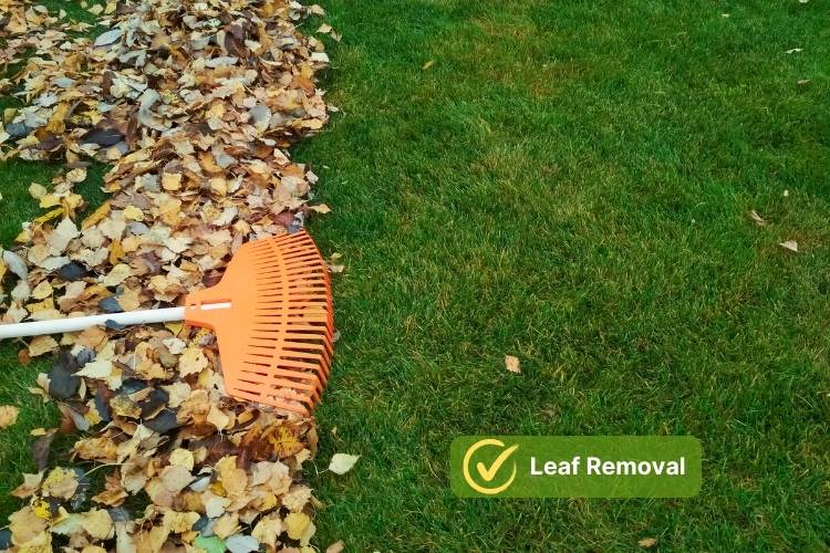 Leaf Removal