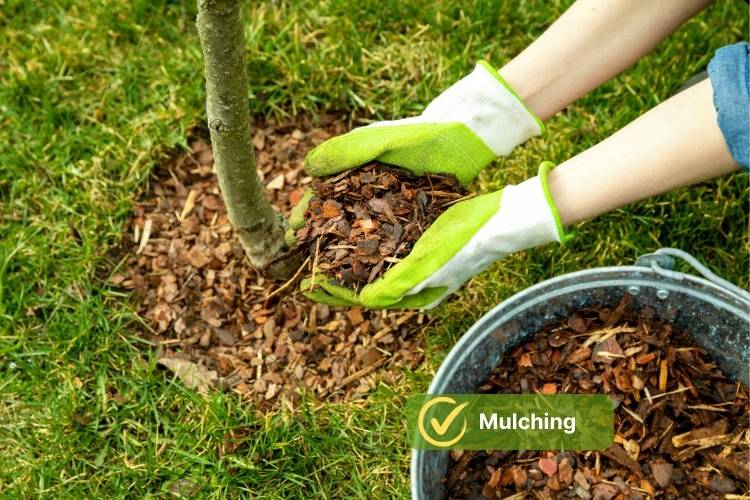 Mulching