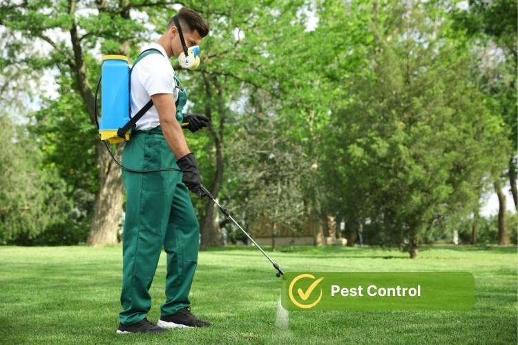 Pest Control spray by a professional