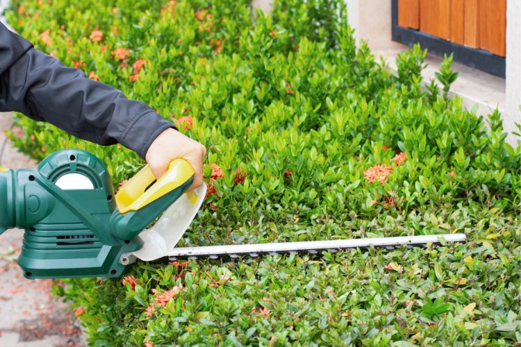 Shrub & Tree care services Philadelphia