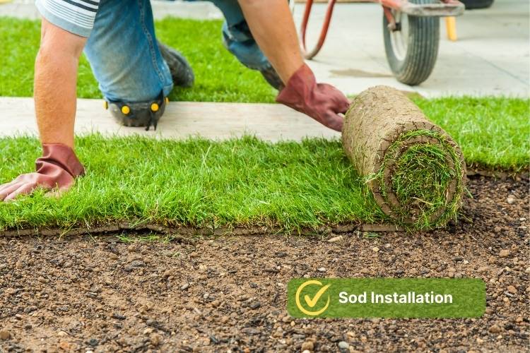 Sod Installation